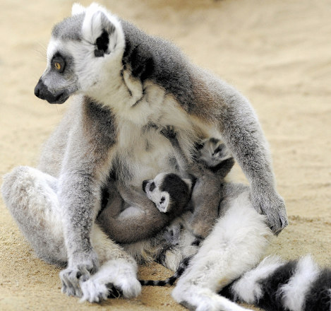 母親のブランチェにしがみつくワオキツネザルの双子の赤ちゃん=いしかわ動物園提供