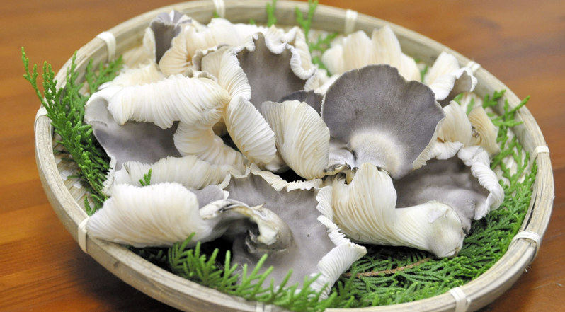 品種改良：夏収穫キノコ開発 山梨県「特産品に」 | 毎日新聞