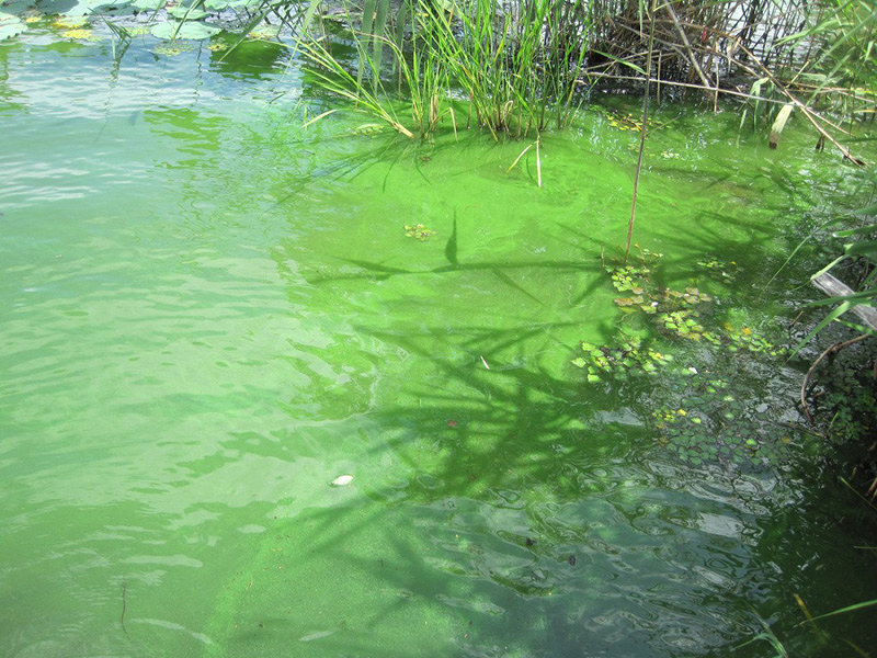 滋賀県草津市の烏丸半島で確認されたアオコ=同県提供