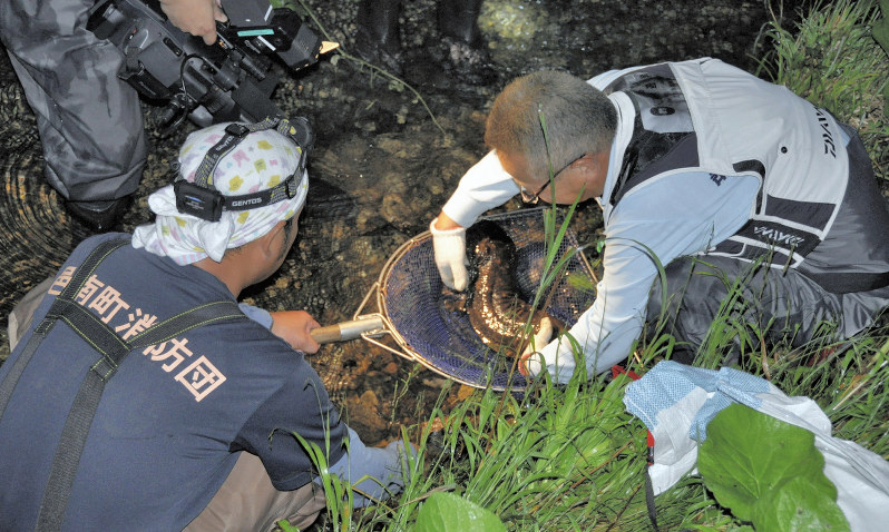 オオサンショウウオを捕獲した伊東学芸員(右)ら=島根県邑南町で