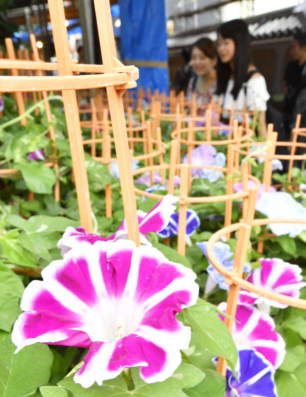 色とりどりの朝顔が並ぶ入谷朝顔まつり。夏の風物詩として親しまれている=東京都台東区で6日、藤井達也撮影