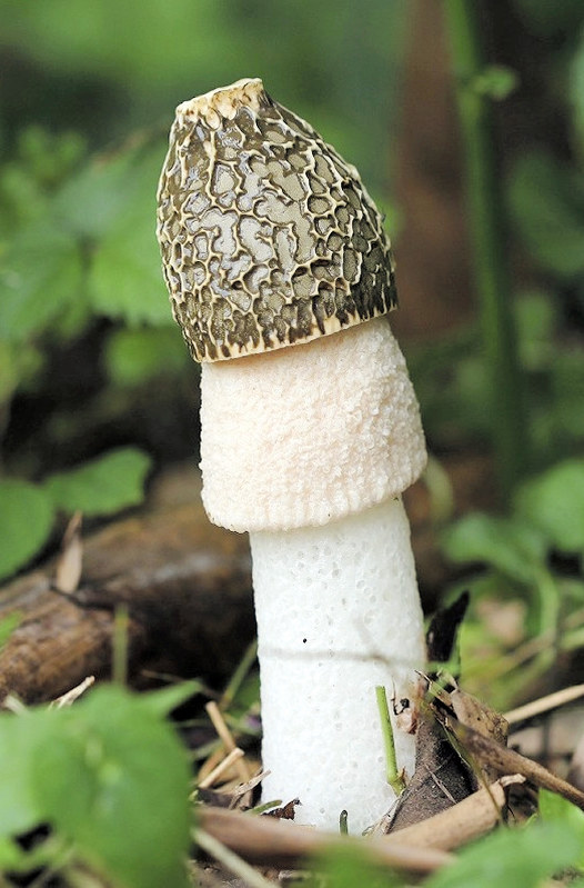 きのこ キノコの女王：キヌガサタケ ふわりレースのドレス | 毎日新聞