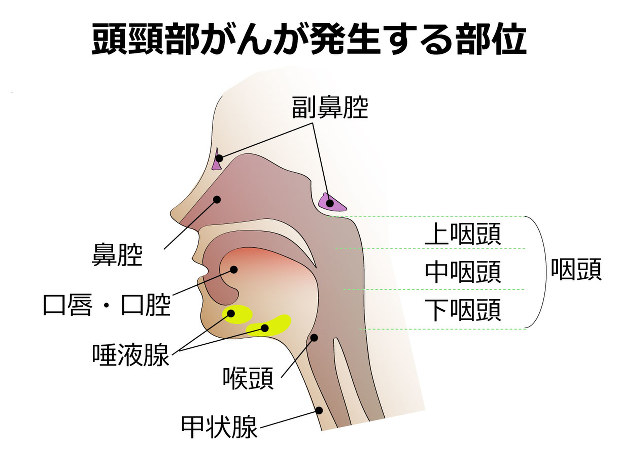 頭頸部癌 Q：頭頸部がんの治療―頭頚部がん - 富山大学附属病院の先端医療