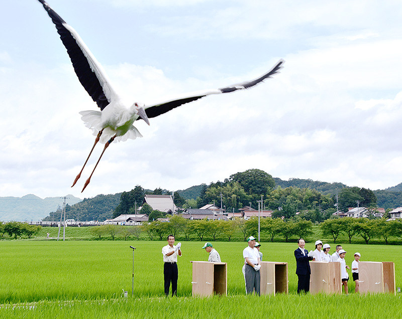 放鳥され、島根県雲南市の空を飛ぶコウノトリ=2017年7月12日、山田英之撮影