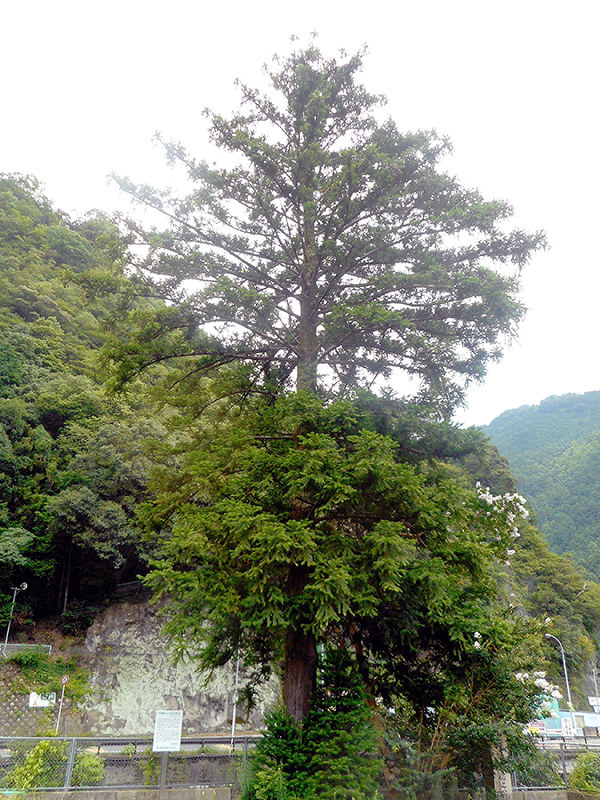奈良県川上村に植えられているコウヨウザン=田中淳夫さん提供