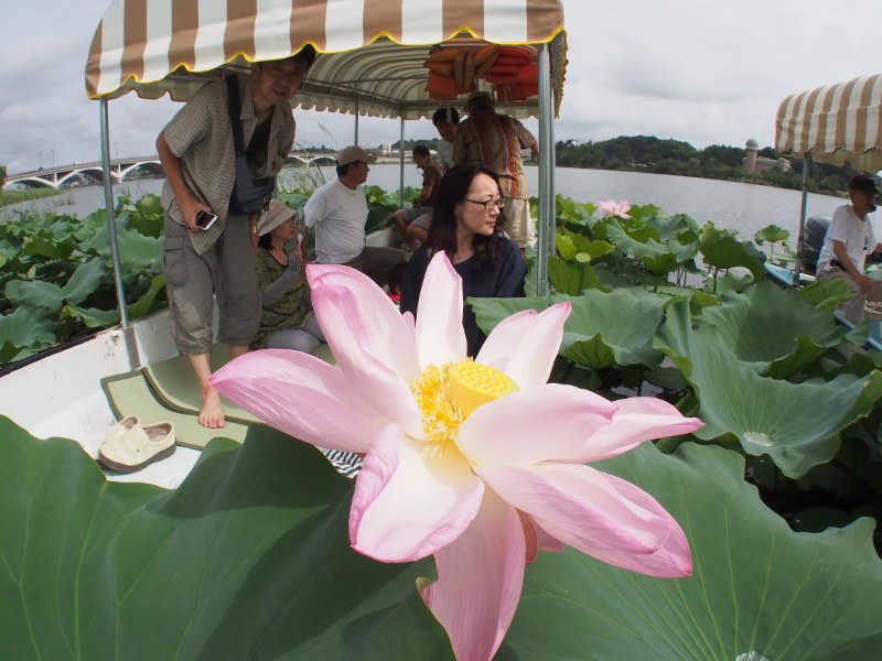 手賀沼のハス群生地でピンク色の大きな花を観賞するハス見舟の利用客