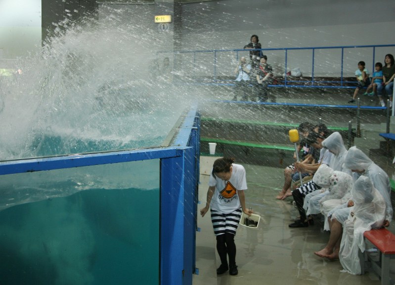 イルカの豪快な水しぶきでびしょ濡れを体感する「わやぬれ祭り」