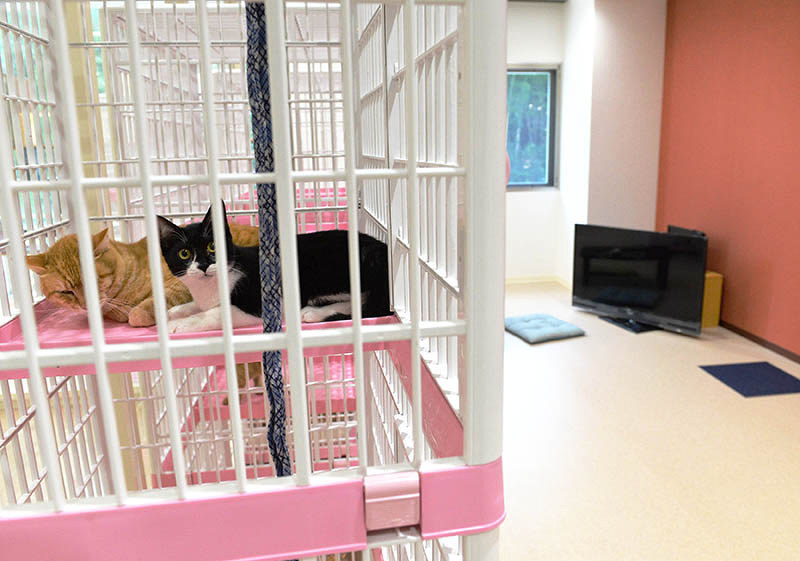 新しく整備された大阪府動物愛護管理センターに保護された猫たち=同府羽曳野市で2017年8月4日午前11時5分、望月亮一撮影