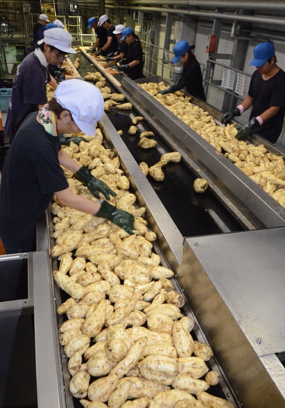 芋焼酎 仕込み始まる 原料を丁寧に選別 都城 霧島酒造 宮崎 毎日新聞