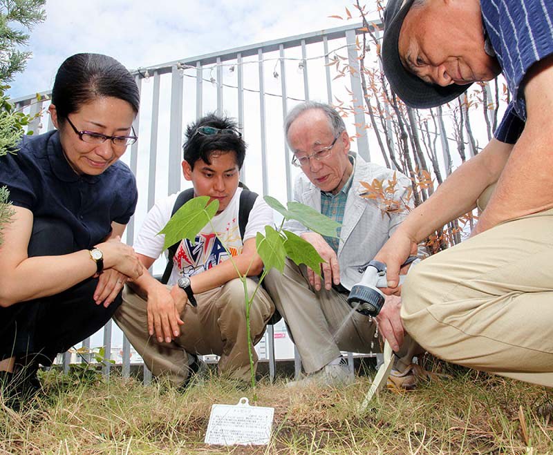 大阪・十三の映画館「淀川文化創造館シアターセブン」の入るビル屋上の庭に、植樹された「被爆したアオギリ」を囲む来館者ら=大阪市淀川区十三本町1で、高尾具成撮影