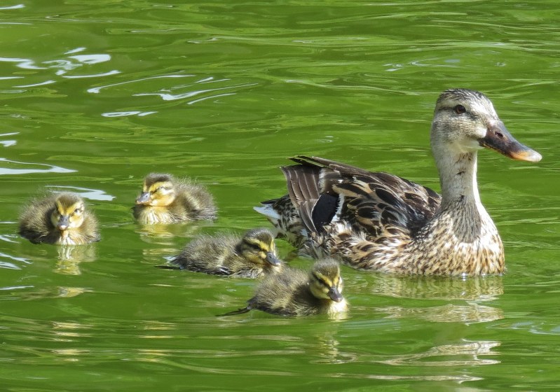 母ガモとスイスイ泳ぎ回る4羽のヒナ=箱根ガラスの森美術館で