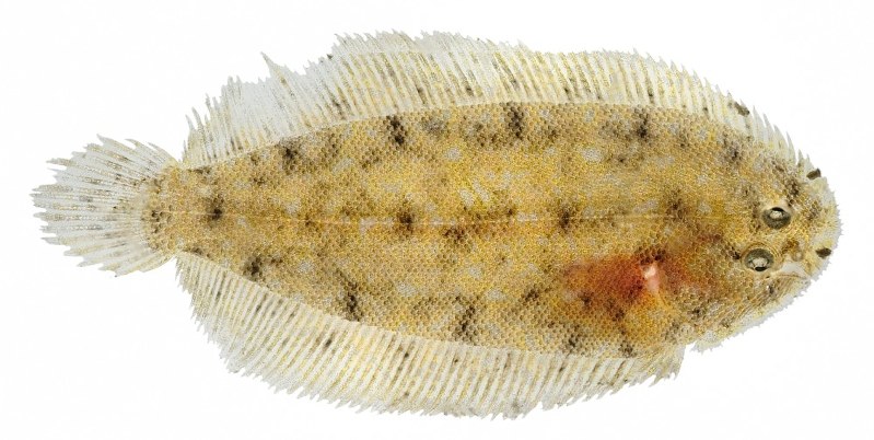 小笠原諸島 新種の魚か 半世紀ぶり調査 毎日新聞