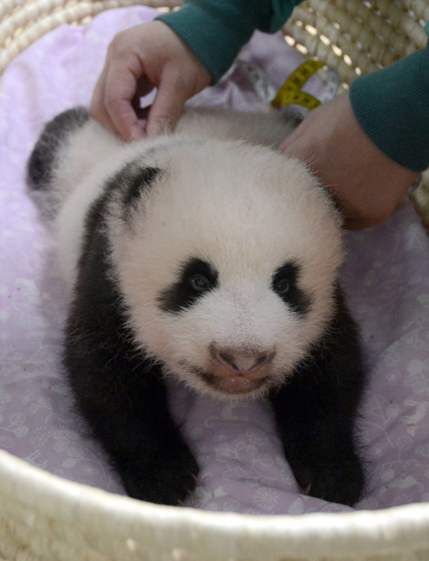 上野パンダ シャンシャン すくすく成長 写真特集7 24 毎日新聞 上野パンダ シャンシャン すくすく成長 写真特集7 24 毎日新聞