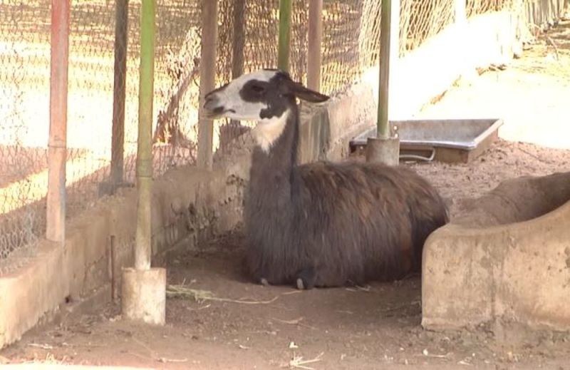 世界の雑記帳 食料不足のベネズエラ 動物園で動物盗難が多発 麻薬組織説も 毎日新聞