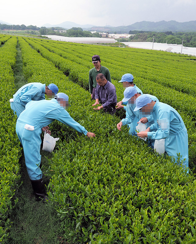 レジ袋を手に新茶の葉を摘み取る受刑者ら=島根県浜田市金城町七条の新開団地で、横井信洋撮影(画像の一部を加工しています)