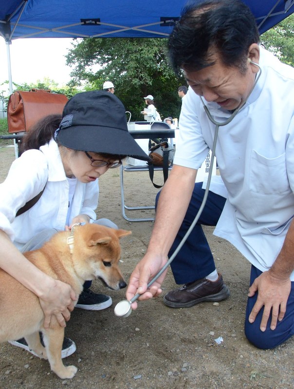 獣医師の健康診断を受ける飼い犬=長野県須坂市墨坂南の墨坂中学校グラウンドで2017年8月27日、川辺和将撮影