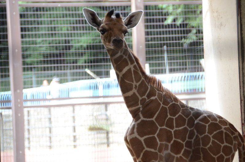 きりんのまいにち まいにちめんだこ 複製原画 複製原画】麒麟-想- –