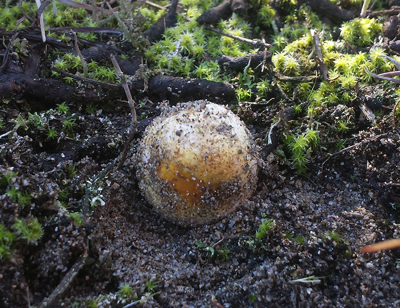 松露 高級キノコ 松林再生の象徴復活へ 北栄で鳥取大などがプロジェクト 鳥取 毎日新聞