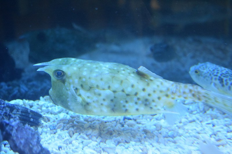 コンゴウフグ