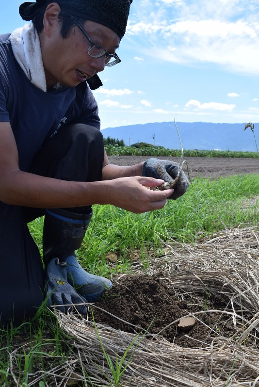 伯母夫婦の畑で、試しに植えた島らっきょうの育ち具合を確かめる石橋さん。間もなく本格的に植え付けを始める