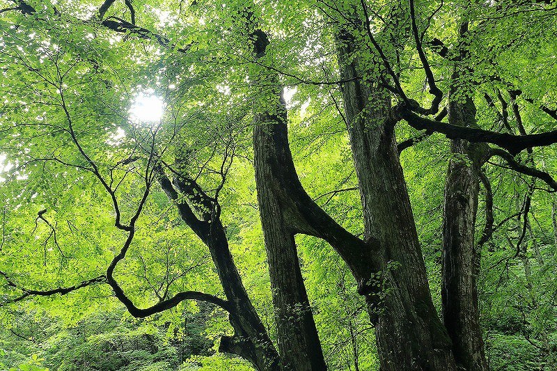 北国百景:自立し支え合う「理想の夫婦像」 乙部・富岡の「縁桂