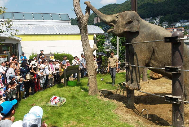 誕生日をお祝いする子どもたちに応えるように身を乗り出すスリランカゾウのナマリー