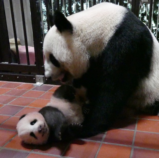 Giant panda cub at Ueno zoo turns 3 months old - The Mainichi