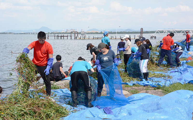 オオバナミズキンバイなどの外来水生植物を駆除する学生たち=大津市の琵琶湖岸で、森野俊撮影