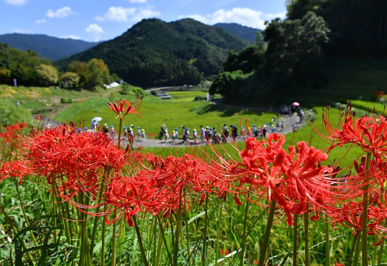 奈良 明日香村 棚田のあぜで風にそよぐ深紅のヒガンバナ 毎日新聞