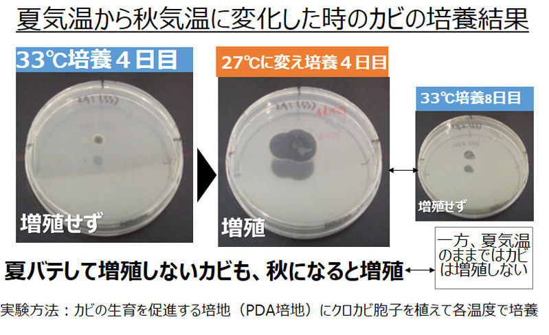 夏気温から秋気温に変化した時のカビの培養結果=ライオン提供