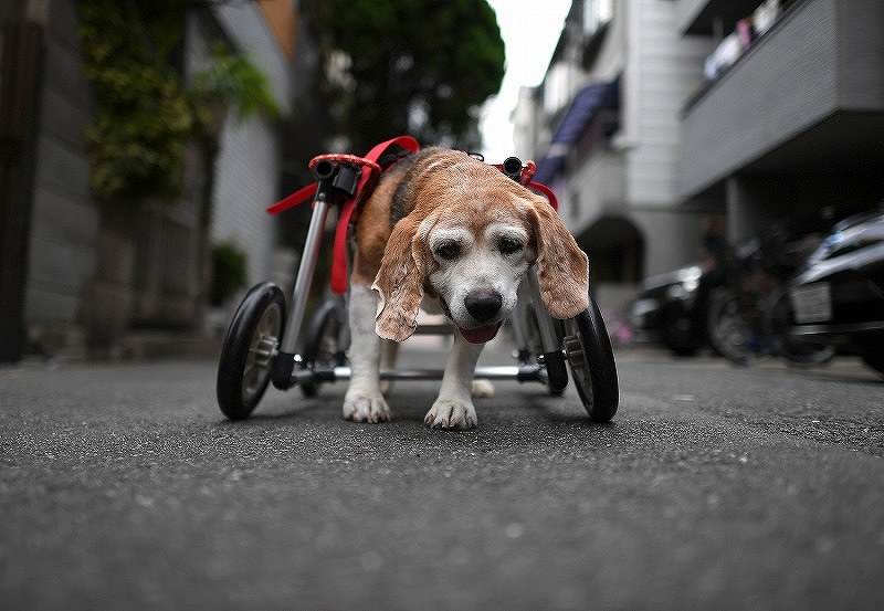 ｖｉｅｗ 犬の車椅子製作販売 工房スイーピー 大阪 写真特集1 9 毎日新聞