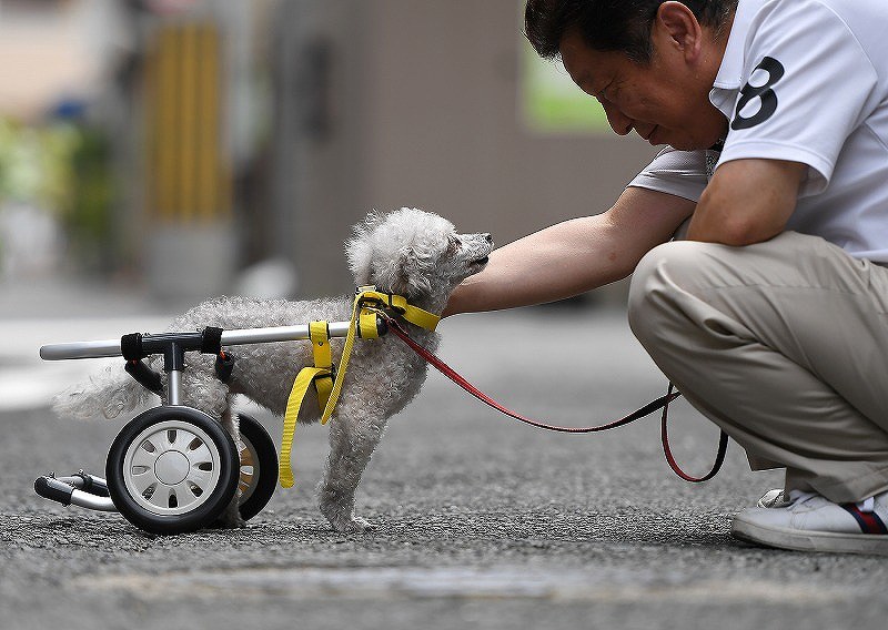 View＋：犬の車椅子製作販売 工房スイーピー／大阪 [写真特集1/9