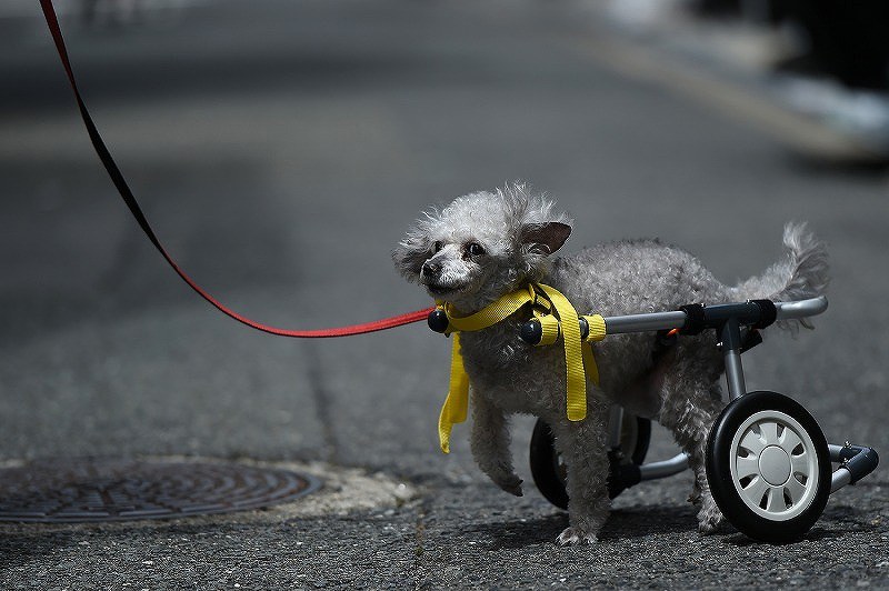 View＋：犬の車椅子製作販売 工房スイーピー／大阪 [写真特集1/9