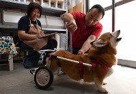 View＋：犬の車椅子製作販売 工房スイーピー／大阪 [写真特集5/9