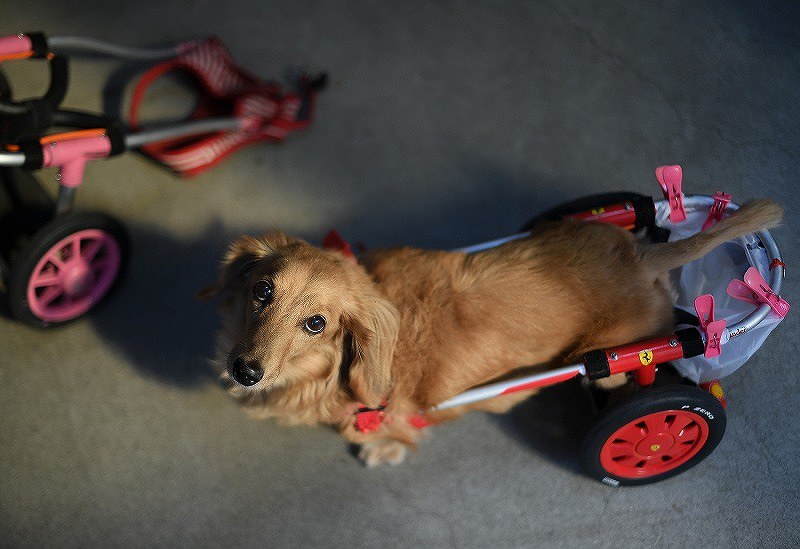 View＋：犬の車椅子製作販売 工房スイーピー／大阪 [写真特集6/9