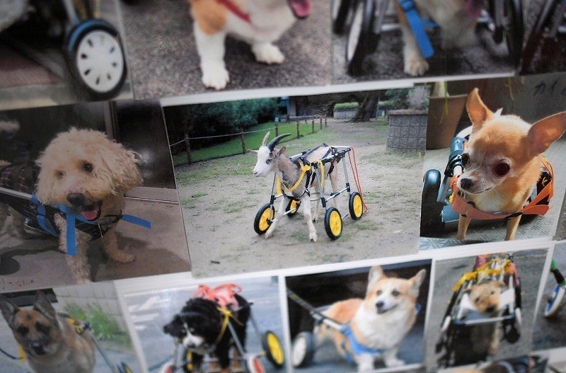 ｖｉｅｗ 犬の車椅子製作販売 工房スイーピー 大阪 写真特集8 9 毎日新聞