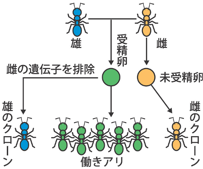 毎日新聞