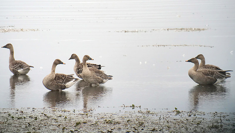 湖岸で羽を休めるオオヒシクイ=滋賀・湖北野鳥センター提供