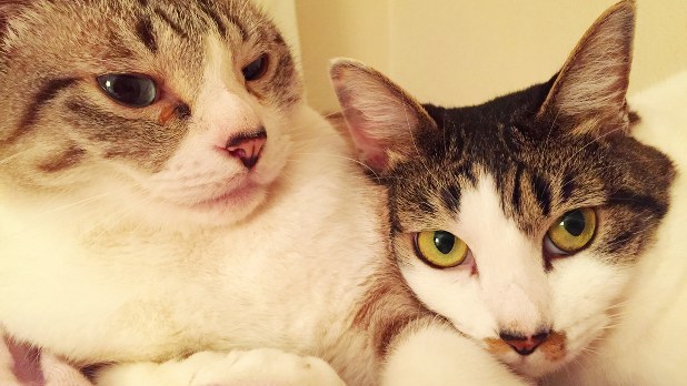 犬や猫から人に感染する皮膚炎とは 医療 健康tips 毎日新聞 医療プレミア 犬や猫から人に感染する皮膚炎とは 医療 健康tips 毎日新聞 医療プレミア