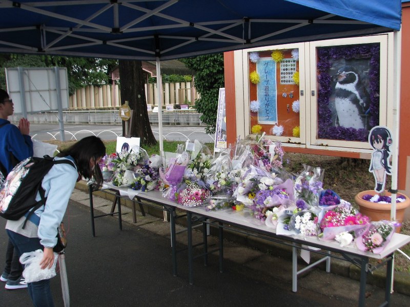 東武動物公園 恋するペンギン の献花台に花束続々 毎日新聞