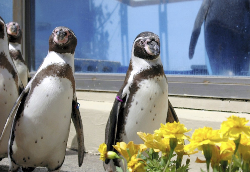 お散歩中のフンボルトペンギン=下田海中水族館提供