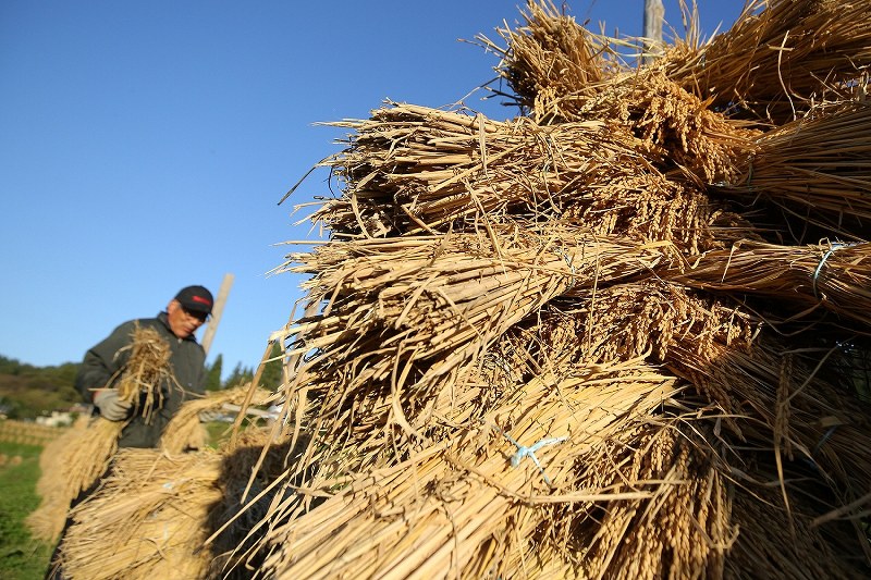 稲わら12キロ天日干し専用2 天日干し：実りの秋 大蕨の棚田で「くい掛け」 山形 [写真特集3/7