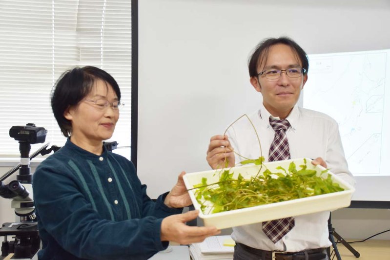 見つかった「ガシャモク」を手にする「津軽植物の会」の石戸谷芳子さん(左)と弘前大の山岸洋貴助教=弘前市で
