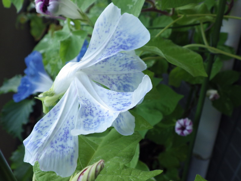 ハマりました 個性豊かな朝顔栽培 交配の成果 翌々年が楽しみ 毎日新聞