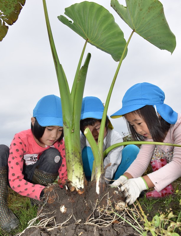 里芋 園児が収穫 いっぱい取れた 五泉 新潟 毎日新聞
