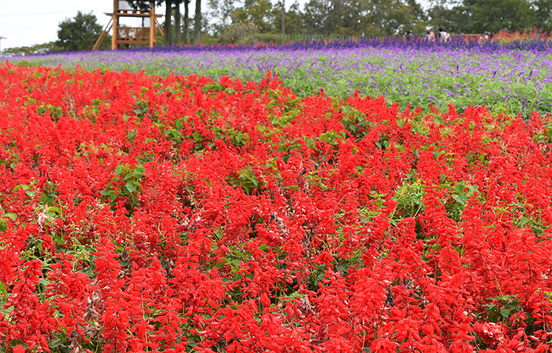 セージ 秋風に揺れ 伊賀 三重 毎日新聞
