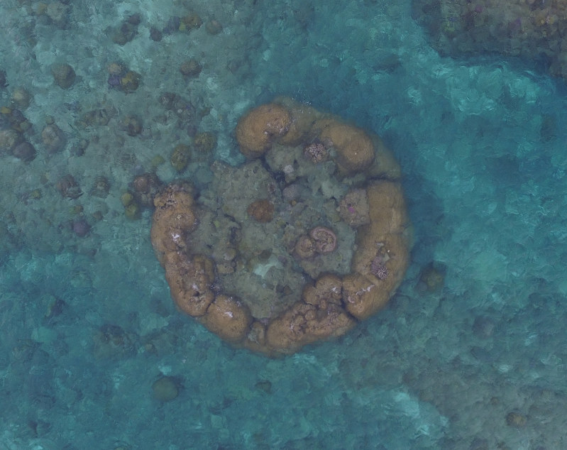 馬　珊瑚礁　オブジェ 2025年最新】珊瑚オブジェの人気アイテム - メルカリ