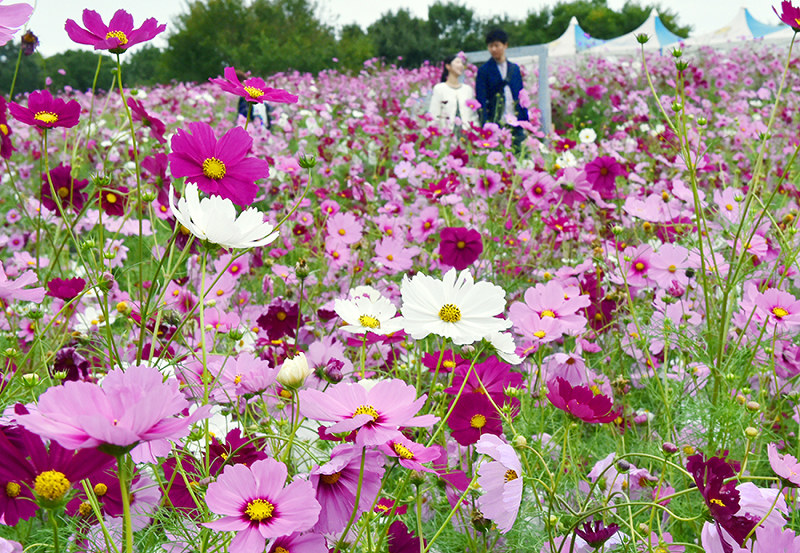 コスモス 秋の桜 お出迎え ３０万本見ごろ 大阪 万博公園 毎日新聞