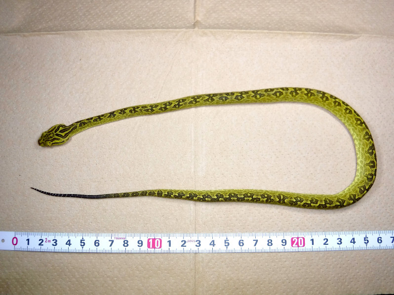 沖縄・粟国島で新たに発見された子供のハブ=沖縄県提供