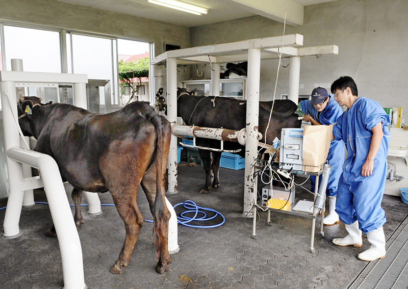 メス和牛から卵子を取り出す職員=滋賀県日野町山本の県畜産技術振興センターで、金子裕次郎撮影